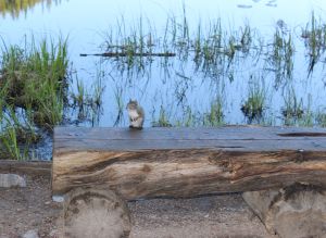 01_NymphLakeChipGreeting[1]