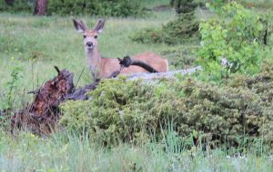 A curious young buck