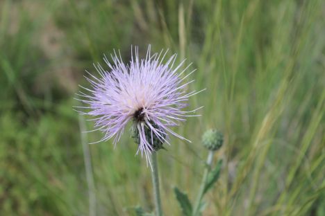 Thistle